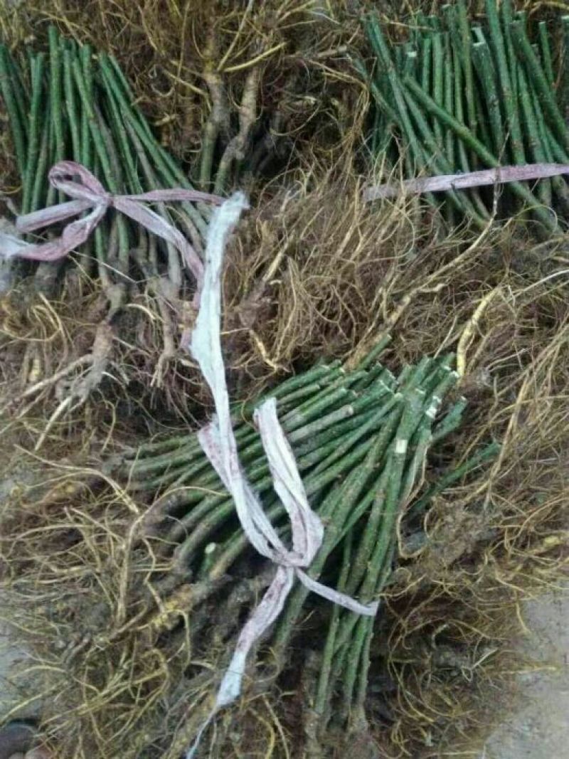 果桑苗40~50cm