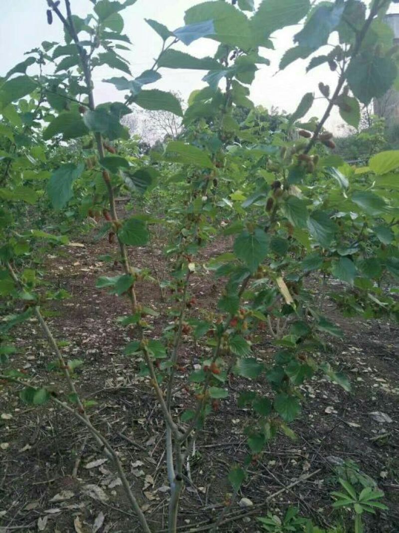 果桑苗40~50cm
