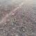芦笋10毫米以上