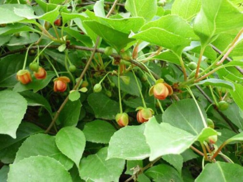 五味子苗药用食用