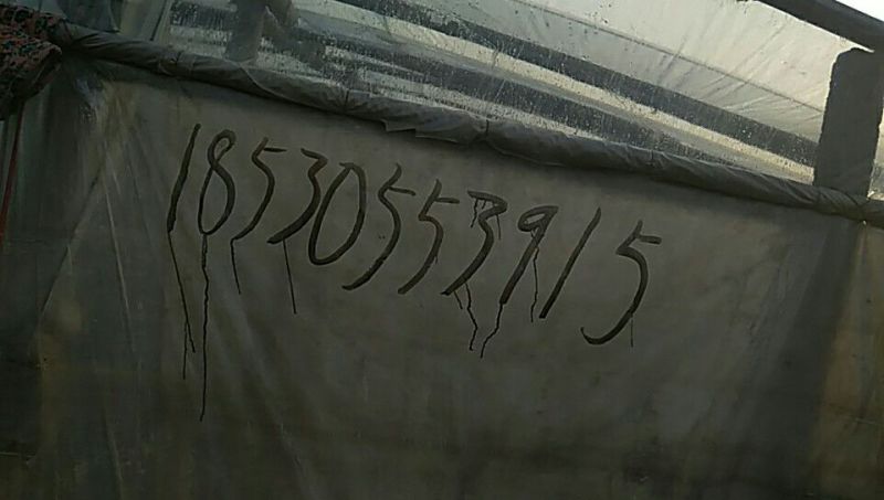 红薯苗15~25cm