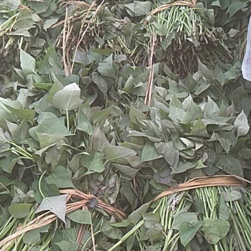 红薯苗15~25cm