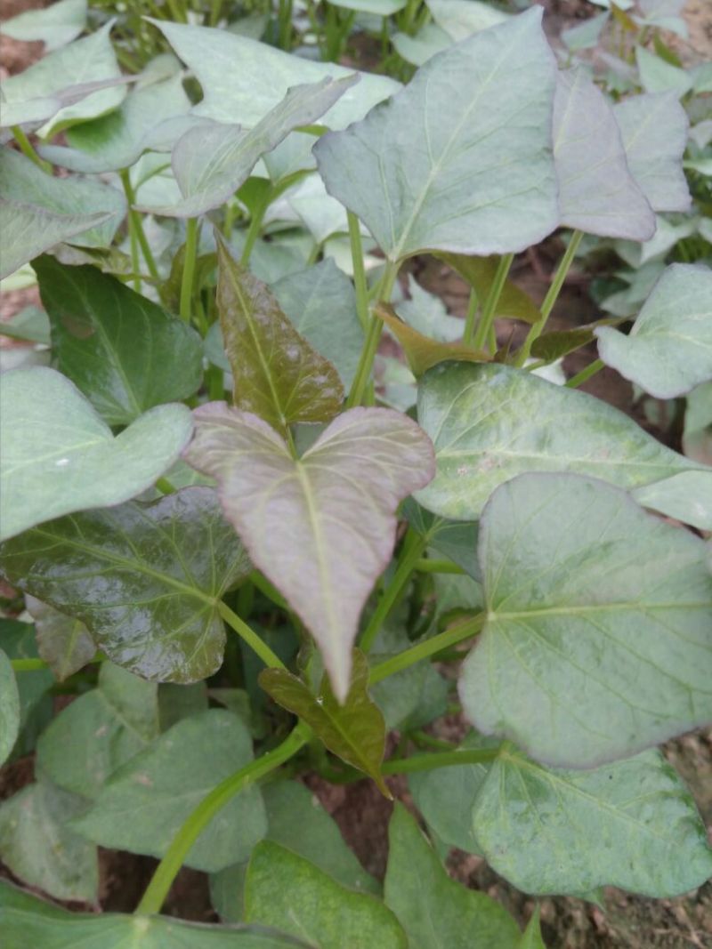 红薯苗15~25cm
