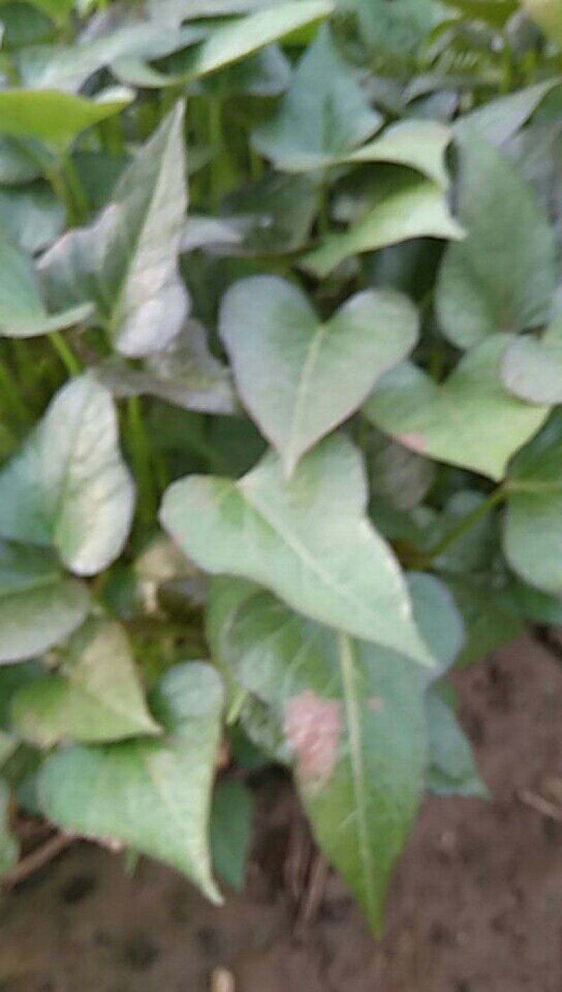 红薯苗15~25cm