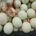 【甜瓜】新鲜玉菇甜瓜大量上市肉嫩味甜价格美丽产地直销