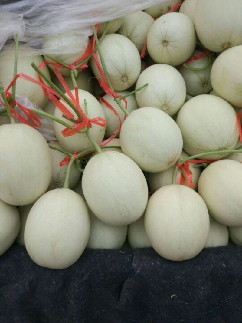 【甜瓜】新鲜玉菇甜瓜大量上市肉嫩味甜价格美丽产地直销