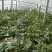 甜王西瓜十斤打底
