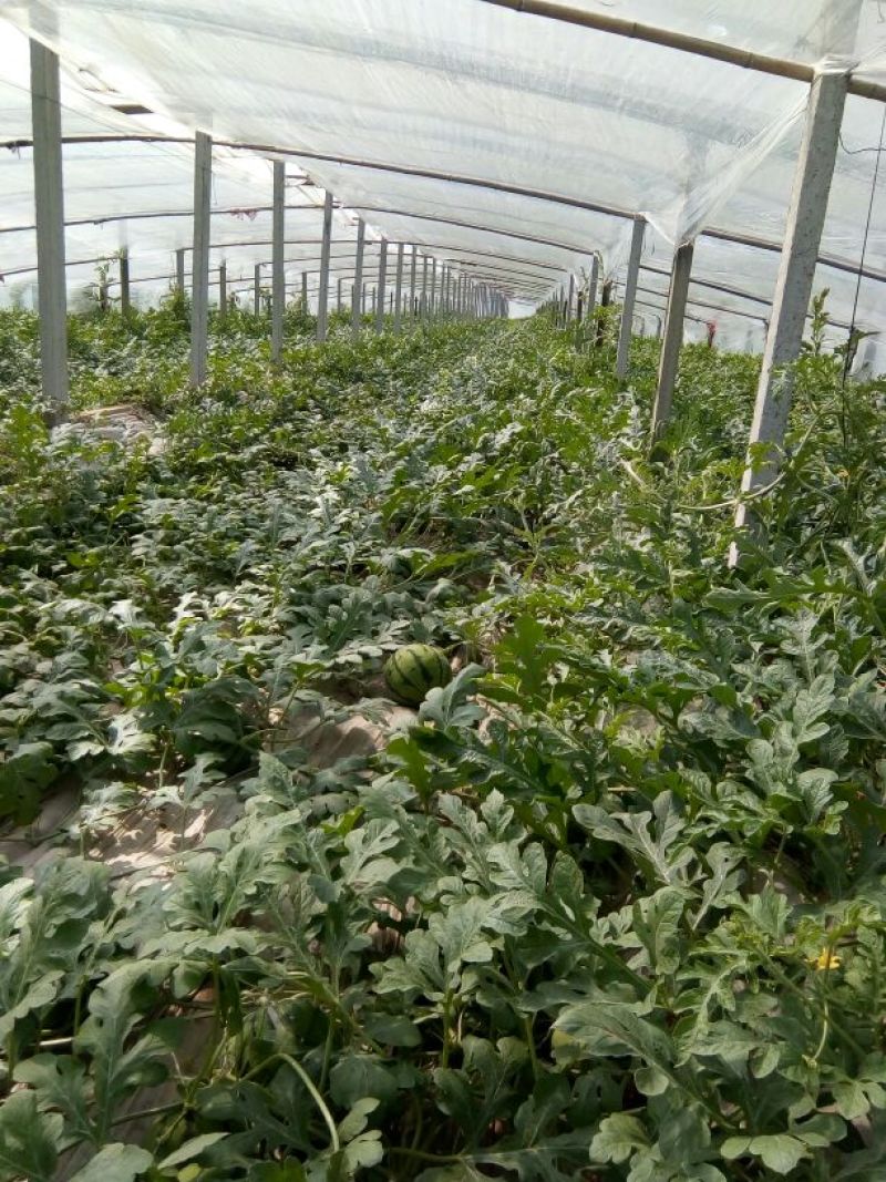 甜王西瓜十斤打底