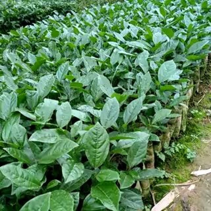 黄金百香果苗芭乐味黄金百香果苗大量现货