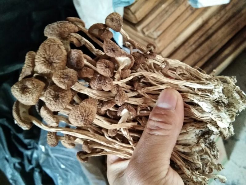 3号剪脚扎把菇酒店饭店超市直供