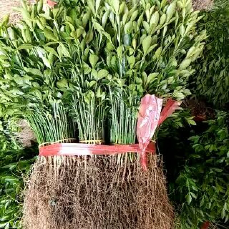积壳苗枳壳小苗枸橘苗