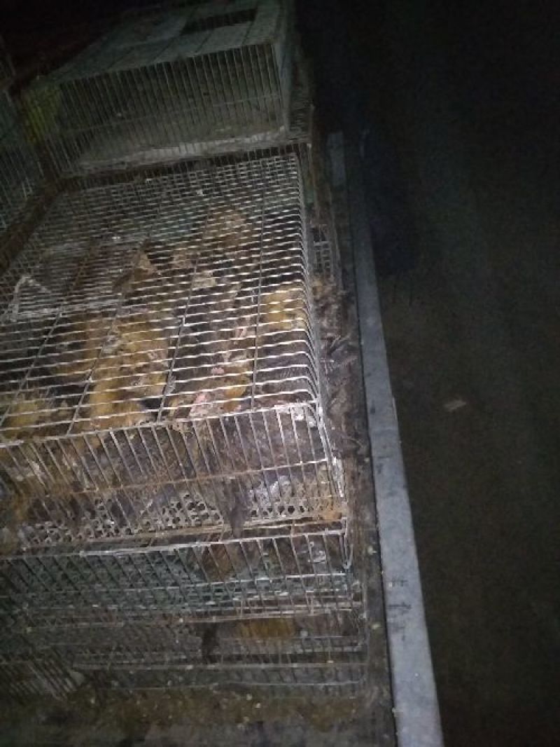 华北柴鸡0-40龄脱温青年鸡