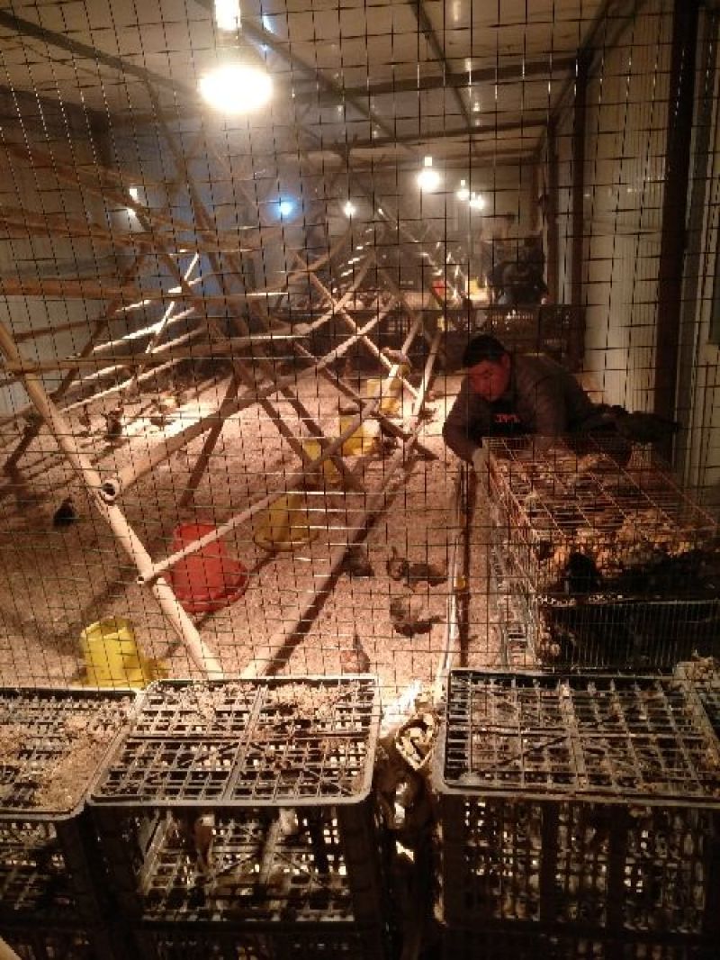华北柴鸡0-40龄脱温青年鸡