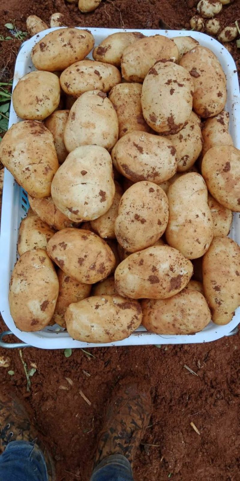 云南土豆大量上市让你一手货源到手丶品质有保证常年提供农品