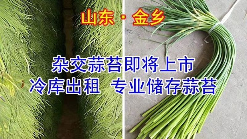 蒜苔金乡红帽蒜薹精品70cm以上，1斤精加工，电商