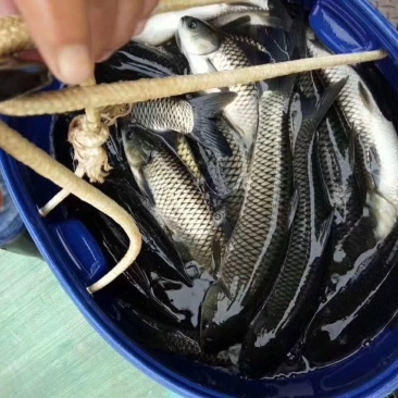 草鱼苗人工养殖6~8cm