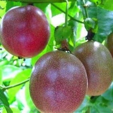 百香果越南一级百香果3斤一箱