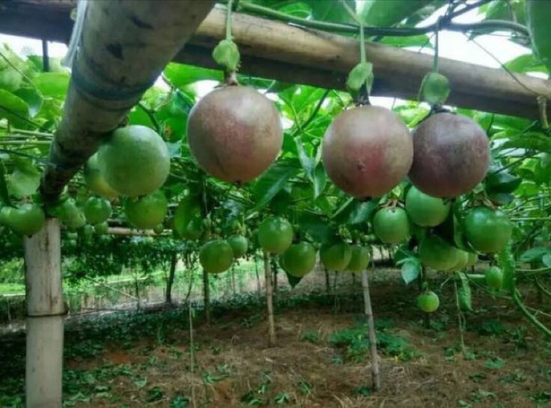 百香果越南一级百香果3斤一箱
