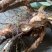 小果蔷薇根别名(小金樱)