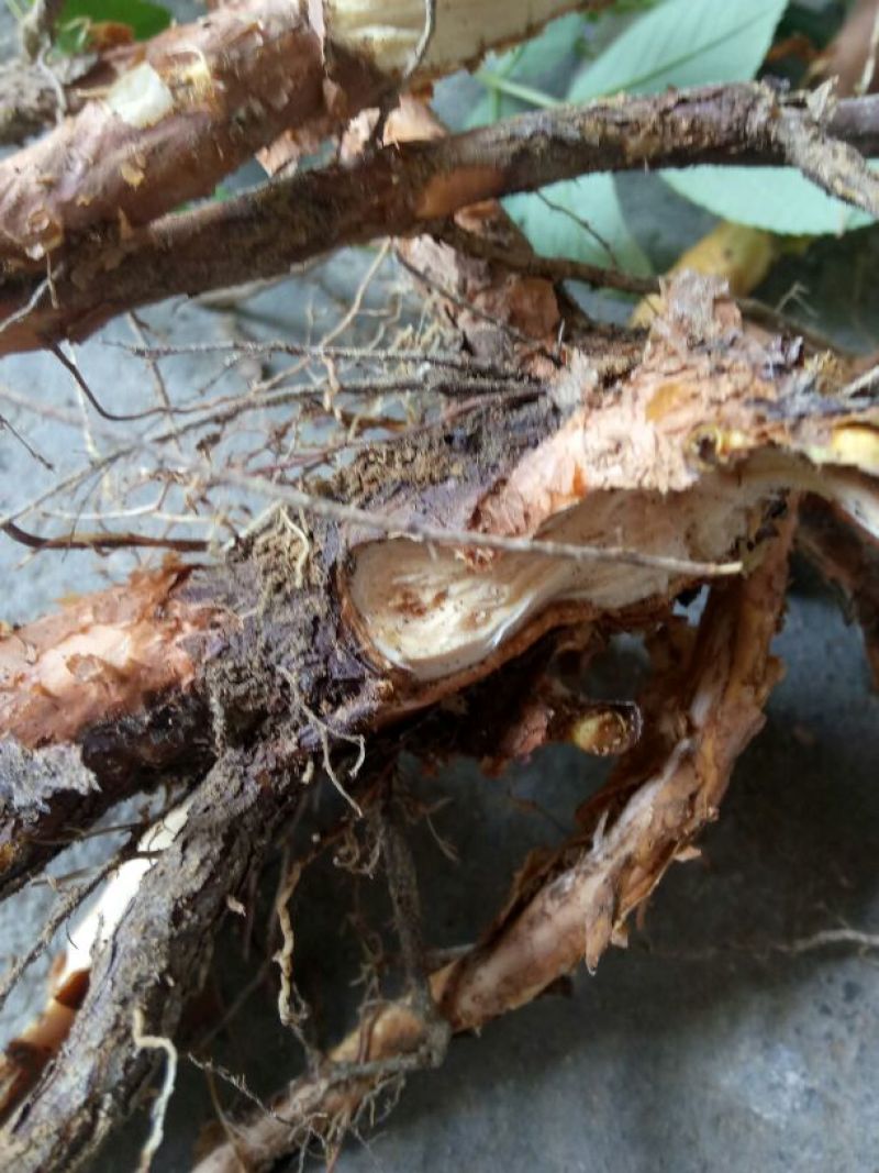 小果蔷薇根别名(小金樱)