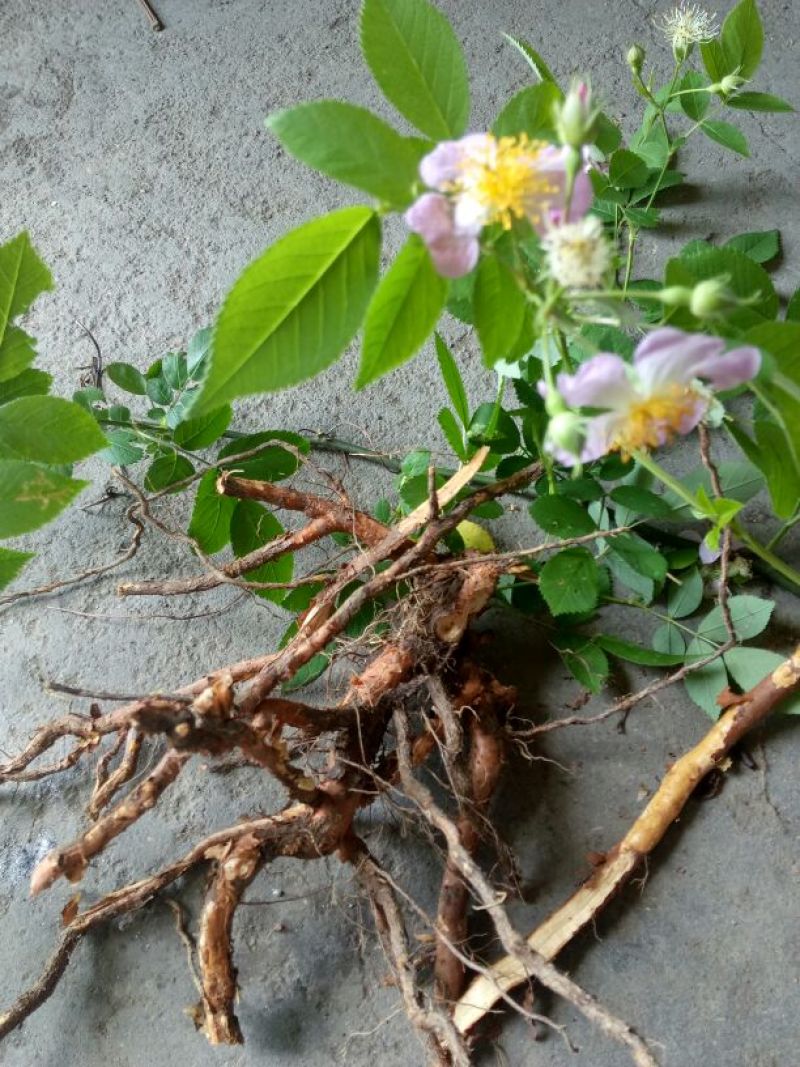 小果蔷薇根别名(小金樱)