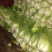 大白菜净菜3~5斤
