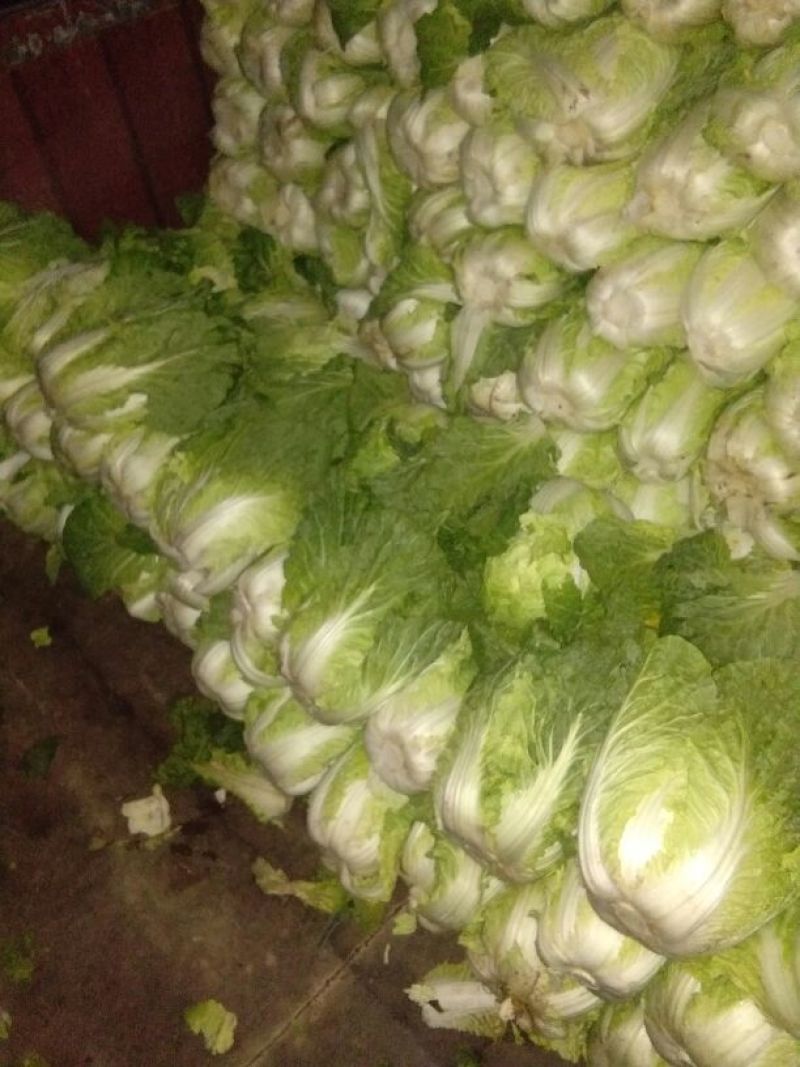 大白菜净菜3~5斤