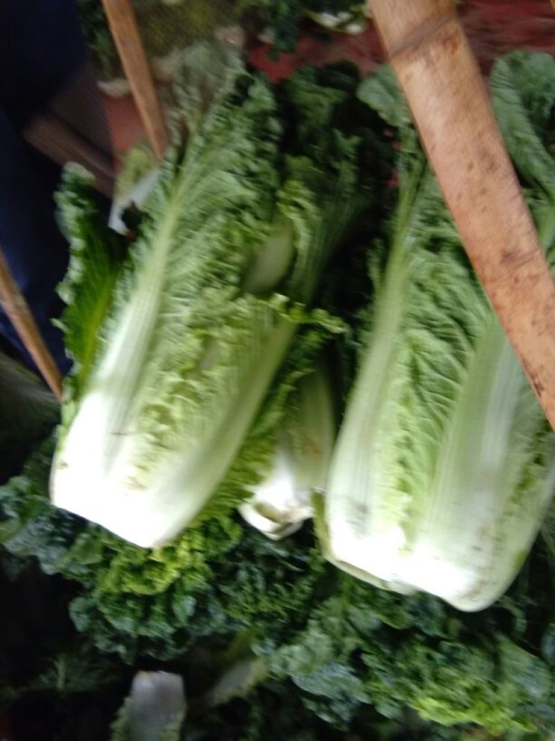 大白菜净菜3~5斤