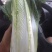 大白菜净菜3~5斤