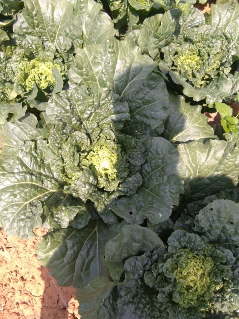 大白菜净菜3~5斤