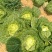 大白菜净菜3~5斤