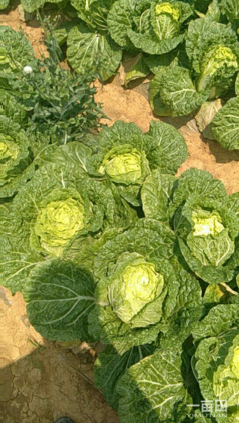 大白菜净菜3~5斤