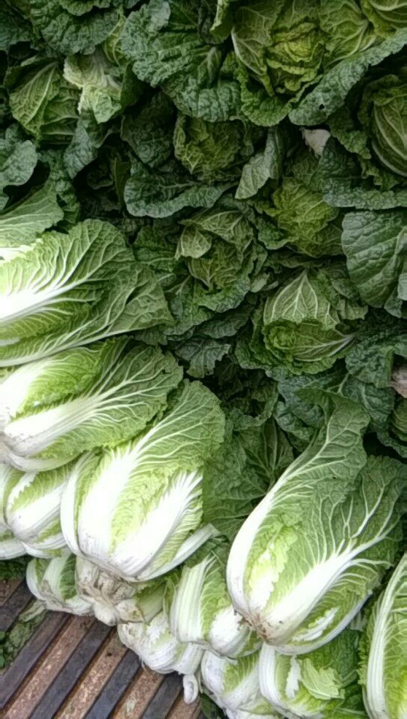大白菜净菜3~5斤