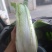 大白菜净菜3~5斤