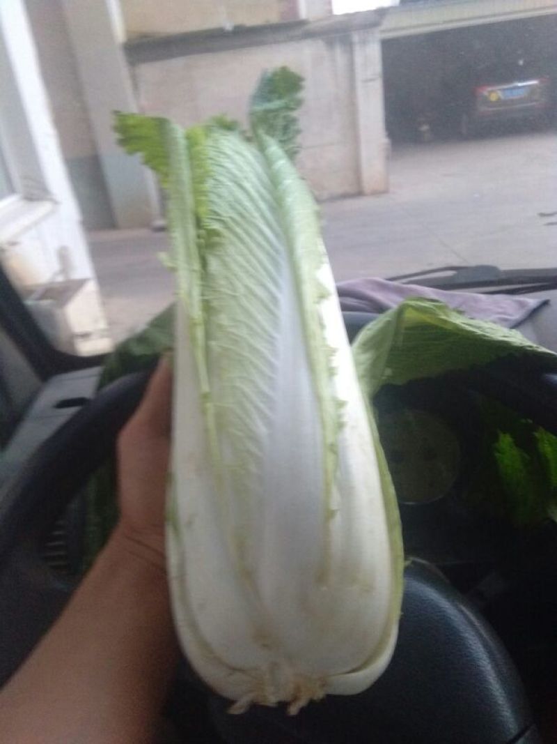 大白菜净菜3~5斤