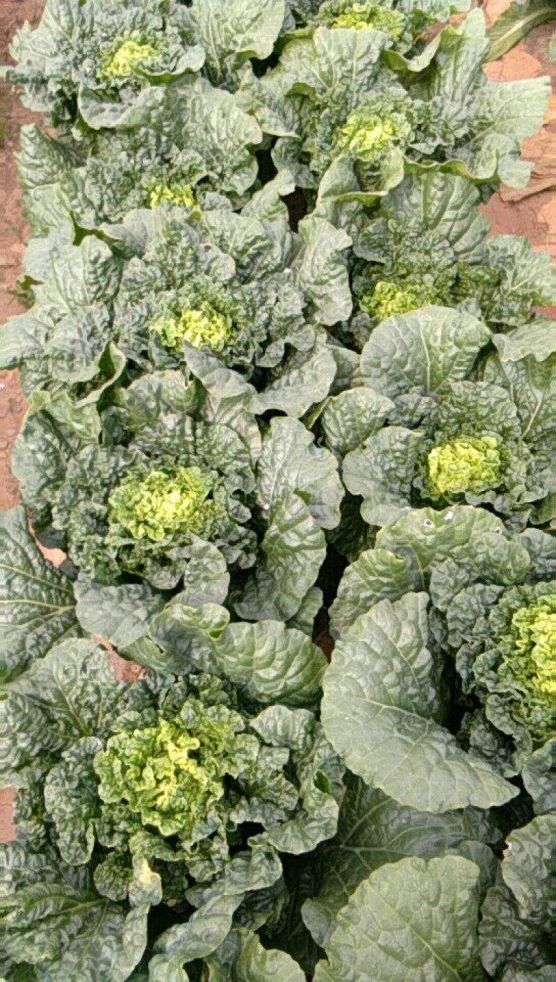 大白菜净菜3~5斤