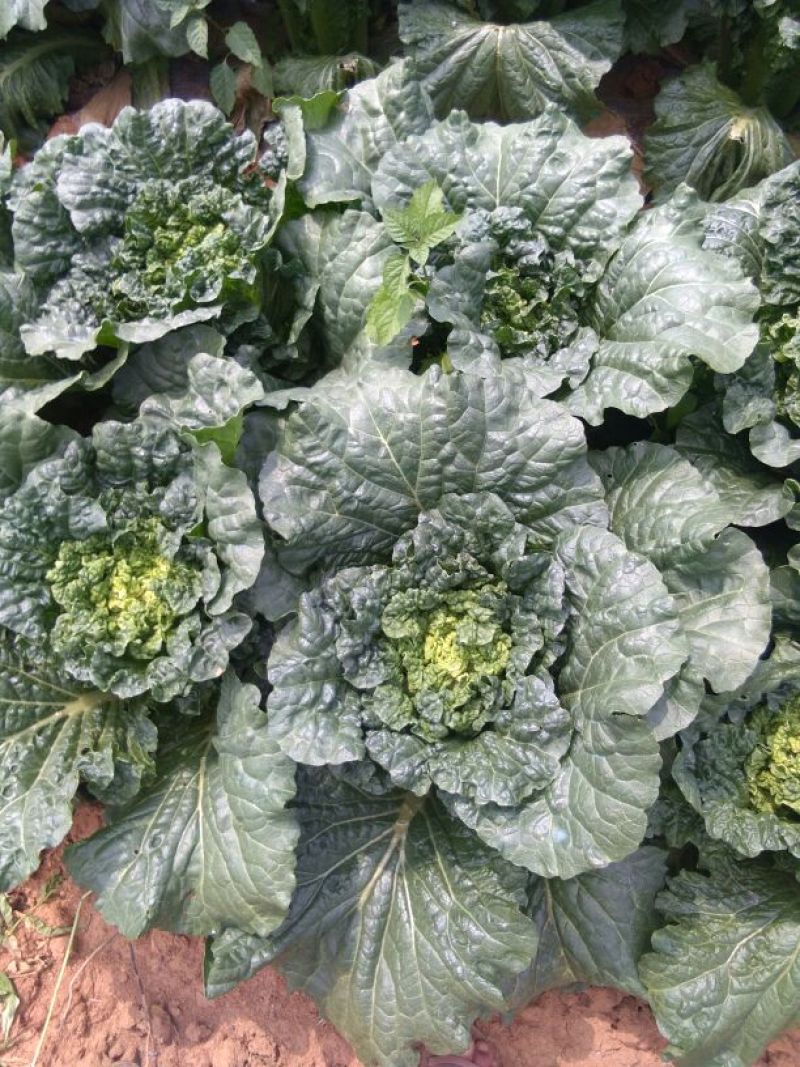 大白菜净菜3~5斤