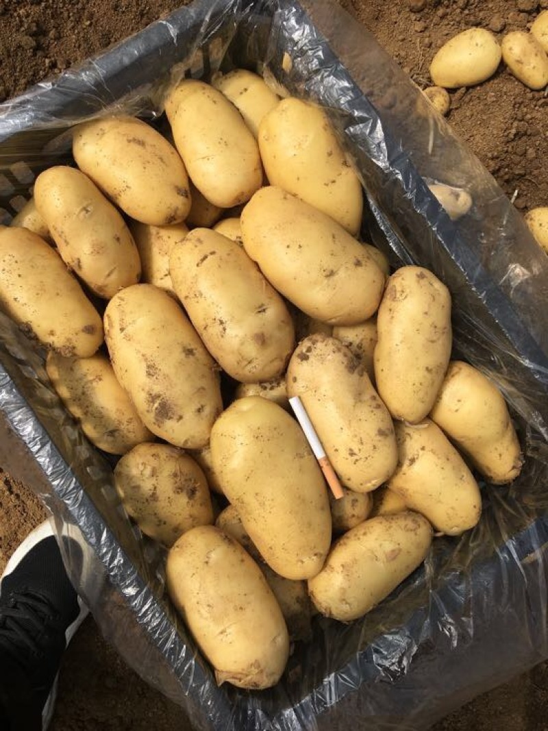 山东滕州市冷库荷兰十五土豆3两半以上通货冷库