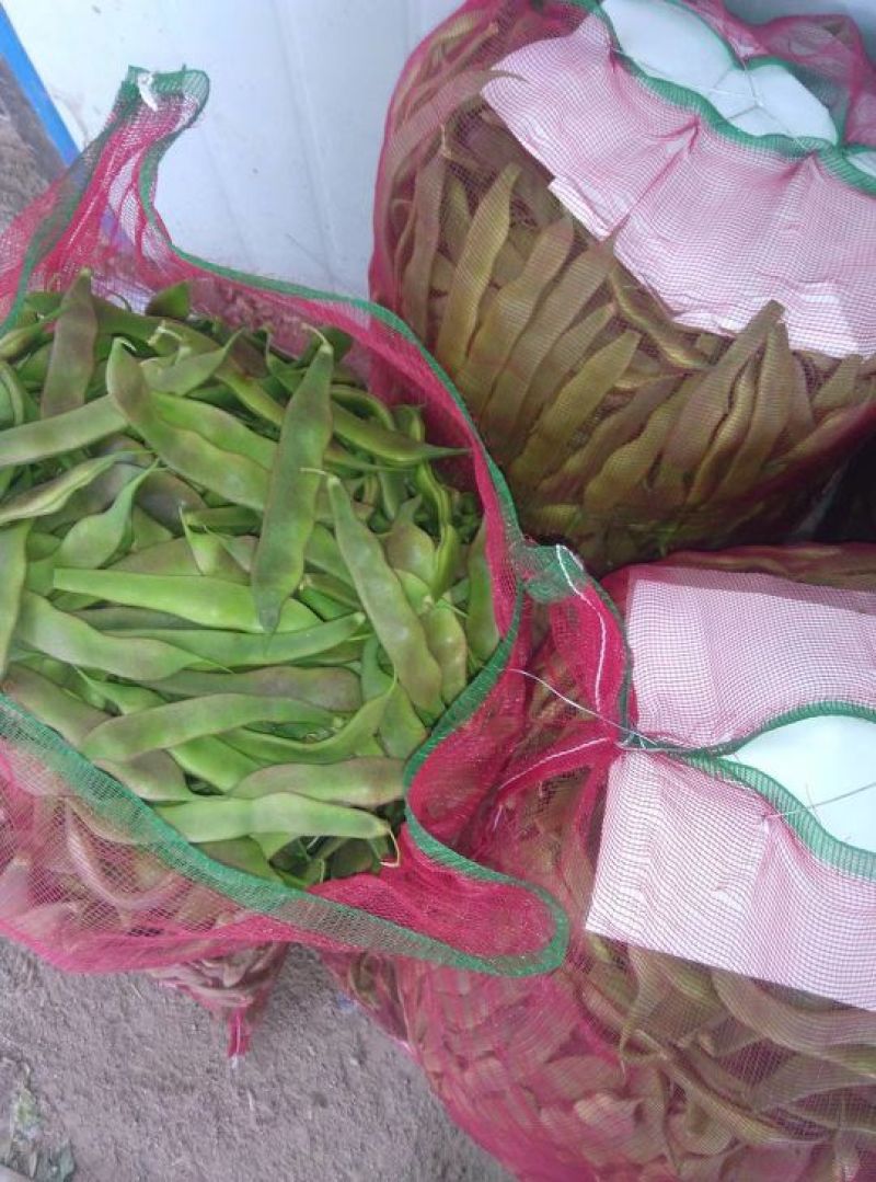 油豆角15厘米以上，4月3号上市。