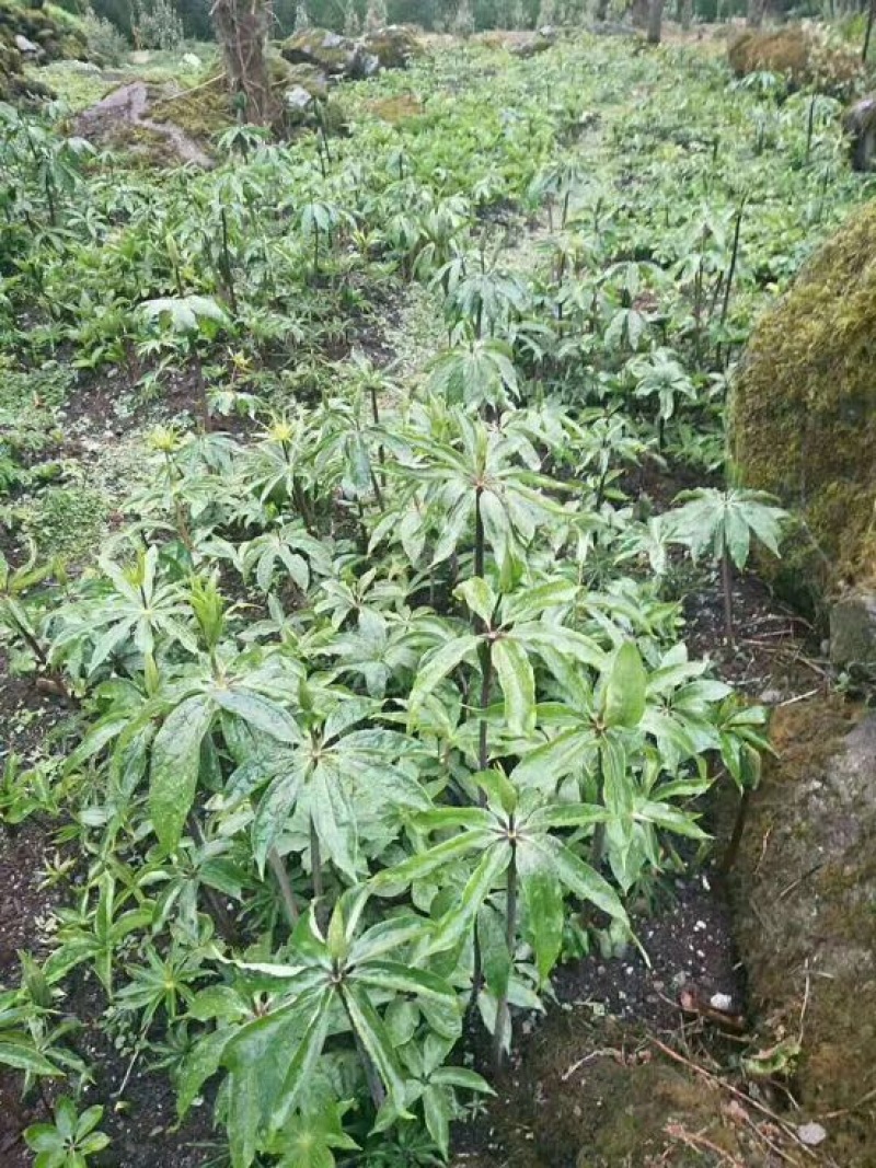 正品保证重楼现货秒发规格齐全农产品直销