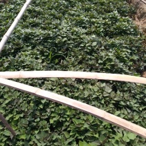 龙薯九号红薯苗15~25cm