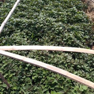 龙薯九号红薯苗15~25cm