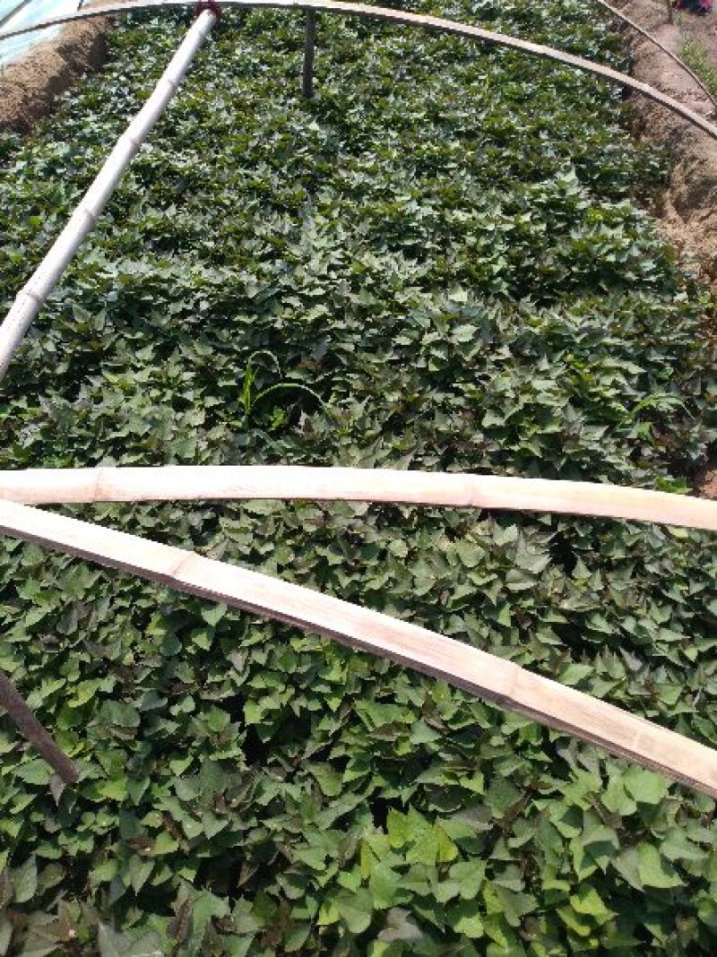 龙薯九号红薯苗15~25cm