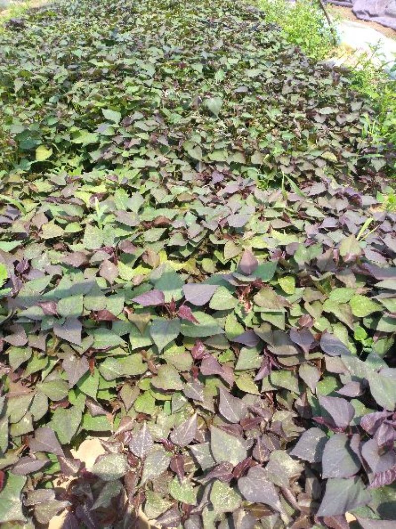 龙薯九号红薯苗15~25cm