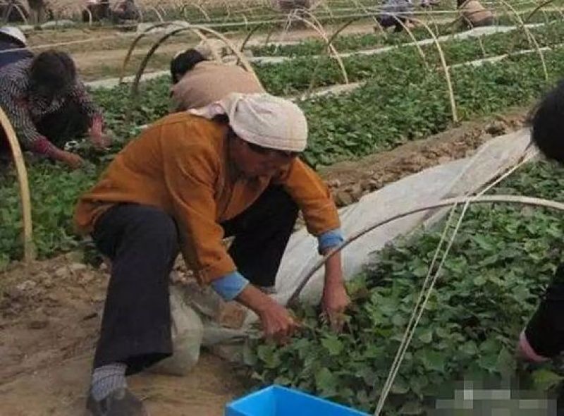 红薯种苗