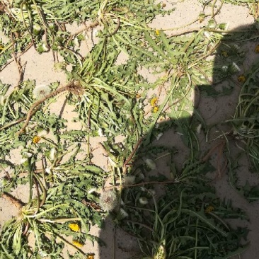 药用蒲公英野生全草