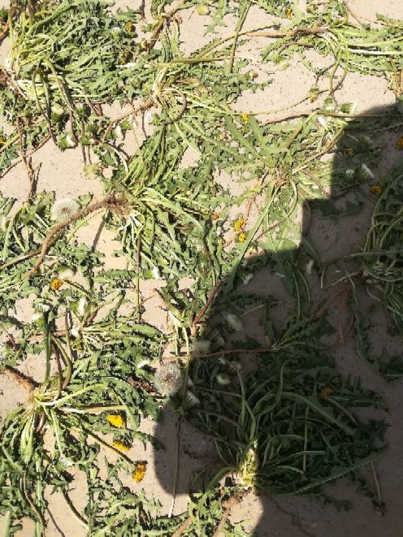 药用蒲公英野生全草