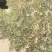 药用蒲公英野生全草