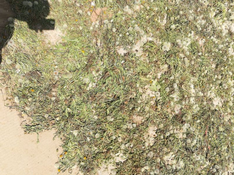 药用蒲公英野生全草