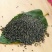 沙蚕